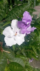 Brunfelsia pauciflora