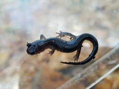 Plethodon chattahoochee