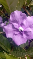 Brunfelsia pauciflora