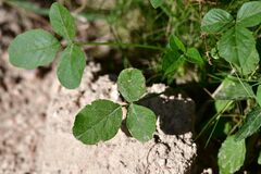 Bituminaria bituminosa