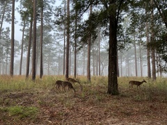 Odocoileus virginianus seminolus