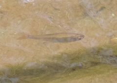 Cyprinella lutrensis