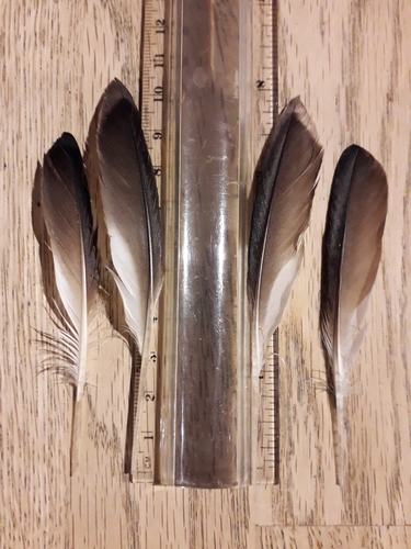 Plume de Guillemot à miroir