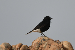Oenanthe leucura