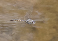 Epitheca petechialis