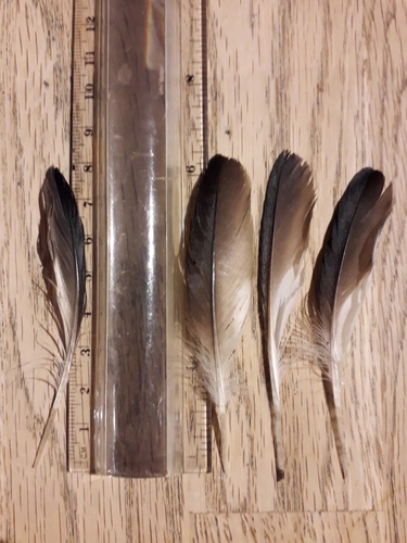 Plume de Guillemot à miroir