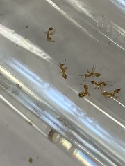 Monomorium pharaonis