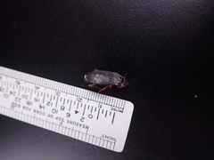 Harpalus