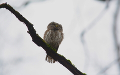 Glaucidium passerinum