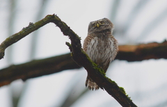 Glaucidium passerinum