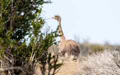 Rhea pennata