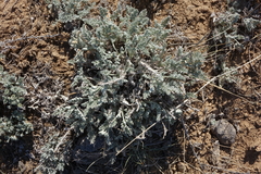 Artemisia nitrosa