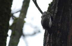 Glaucidium passerinum
