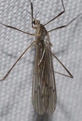 Symplecta