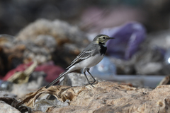 Motacilla alba alba