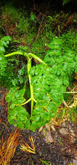 Angelica lignescens