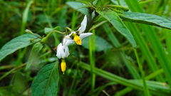 Lycianthes