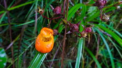Calceolariaceae