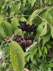 Callicarpa acuminata