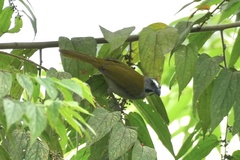 Saltator maximus