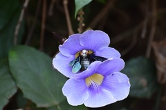 Thunbergia grandiflora