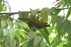 Saltator maximus