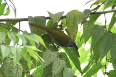 Saltator maximus