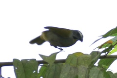 Saltator maximus