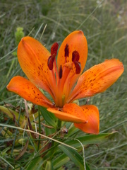 Lilium bulbiferum