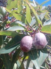 Corymbia