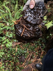 Ganoderma oregonense