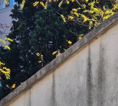 Phoenicurus ochruros