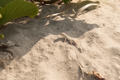 Holbrookia propinqua