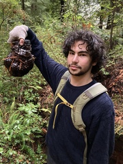 Ganoderma oregonense