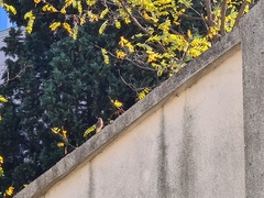 Phoenicurus ochruros