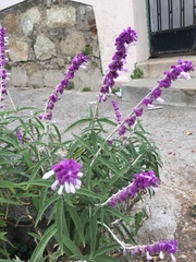 Salvia leucantha