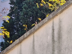 Phoenicurus ochruros