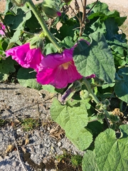 Alcea