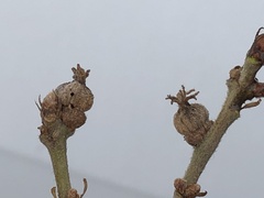 Andricus galeatus