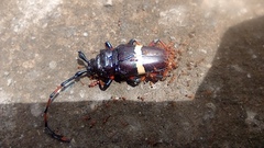 Trachyderes succinctus