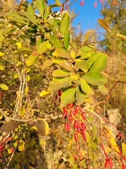 Berberis vulgaris