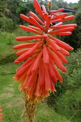 Kniphofia uvaria