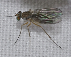 Sciapus pallens