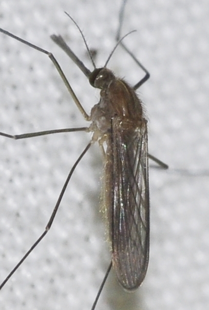 Anopheles algeriensis