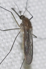 Anopheles algeriensis