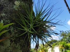 Tillandsia schiedeana