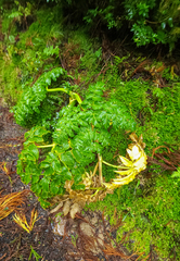 Angelica lignescens