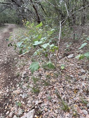 Odocoileus virginianus texanus