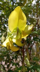 Crotalaria agatiflora
