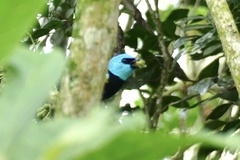 Stilpnia cyanicollis